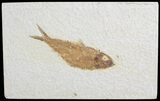 Knightia Fossil Fish - Wyoming #71026-1